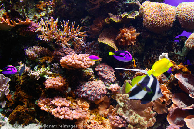Monterey Bay Aquarium