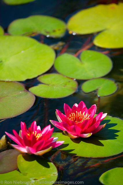 Balboa Park, San Diego