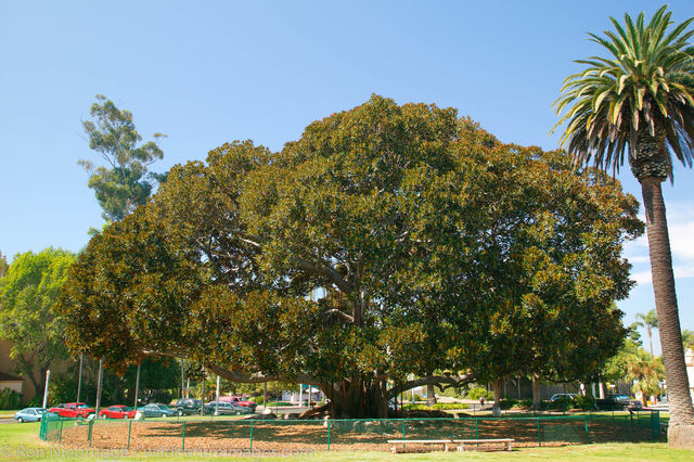 Moreton Bay Fig tree