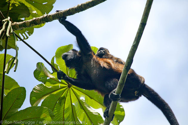 Mantled Howler Monkeys