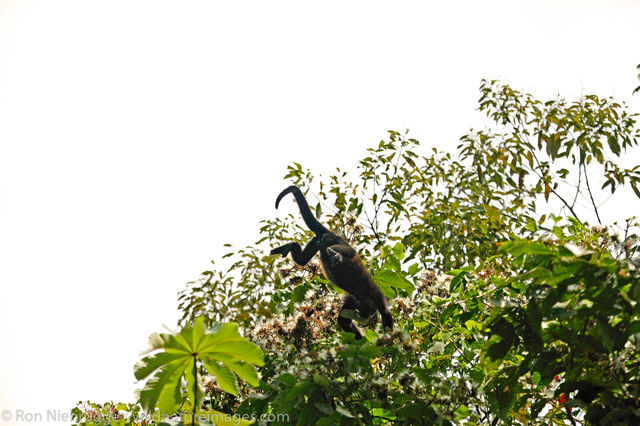 Mantled Howler Monkeys