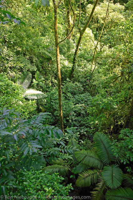 Arenal Hanging Bridges 