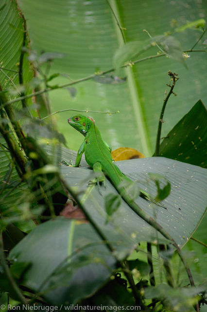 Manuel Antonio, Costa Rica