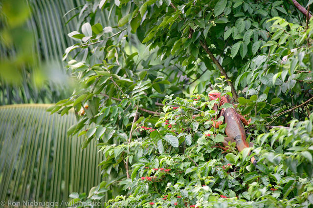 Manuel Antonio, Costa Rica