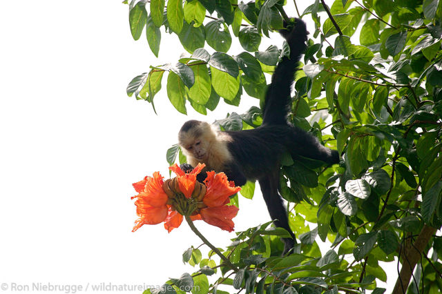 White-faced Capuchin Monkey