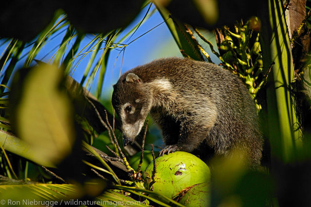 White-nosed Coati