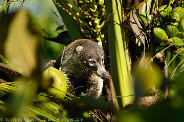 White-nosed Coati