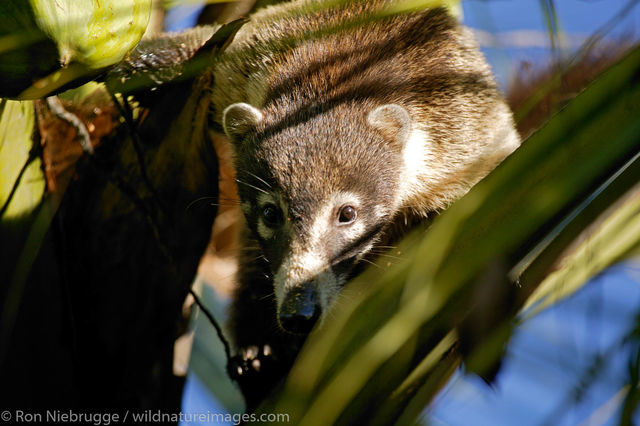 White-nosed Coati