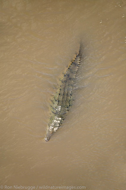 Crocodile