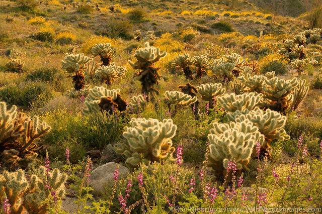 Desert Wildflowers