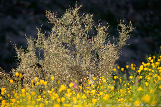 Anza Borrego Desert State Park