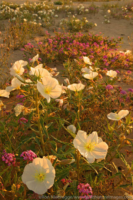  Imperial Sand Dunes Recreation Area
