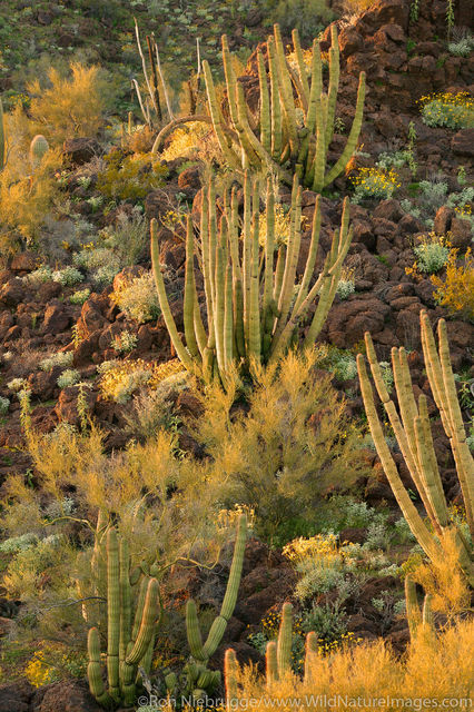 Organ Pipe Cactus National Monument