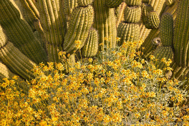 Organ Pipe Cactus and Brittlebush wildflowers