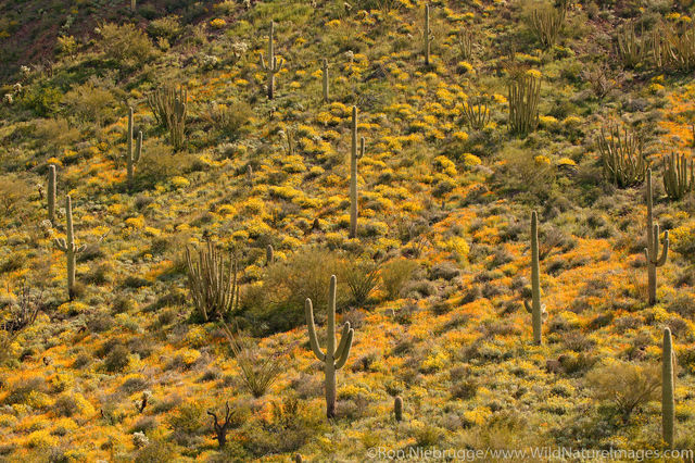 Organ Pipe Cactus National Monument