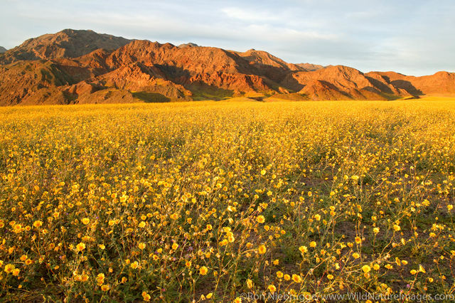 Hairy Desert Sunflowers