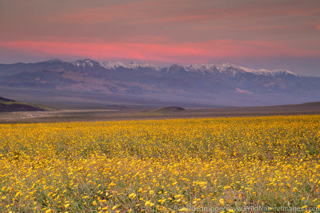 Hairy Desert Sunflowers