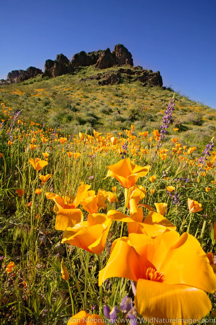 Mexican Gold Poppies