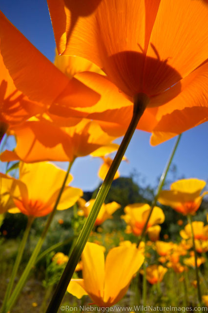 Mexican Gold Poppies