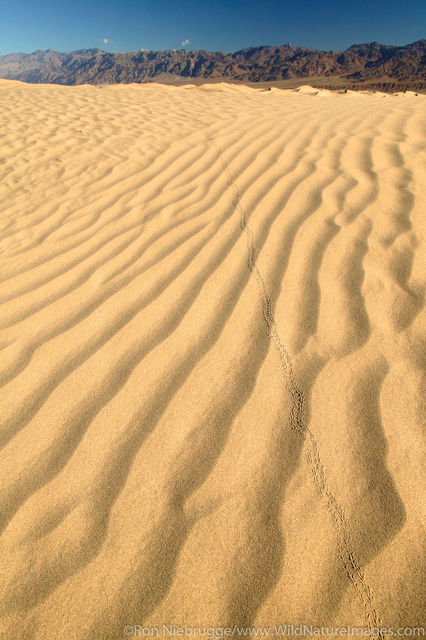 Beattle Tacks, Sand dunes near Stovepipe Wells