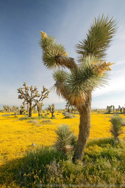 Desert Wildflowers