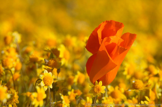 Desert Wildflowers