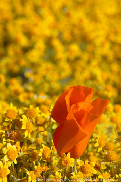 Desert Wildflowers
