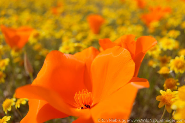 Desert Wildflowers