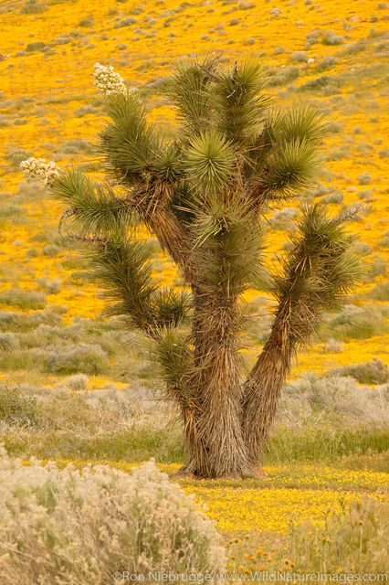 Desert Wildflowers