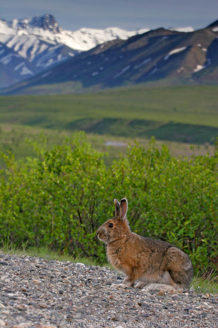 Denali National Park