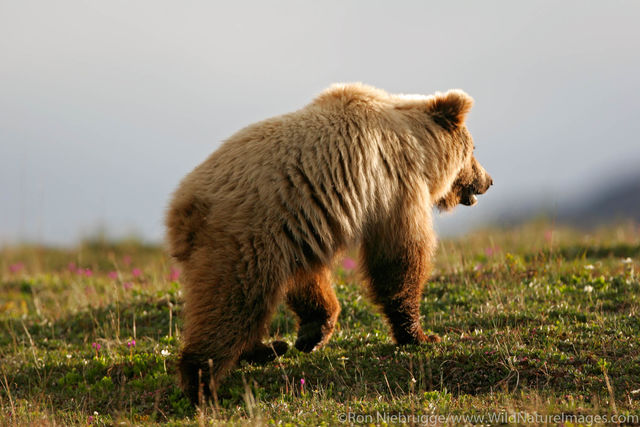 Grizzly Bear