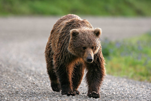 Grizzly Bear