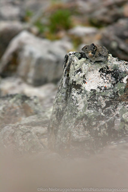 Denali National Park