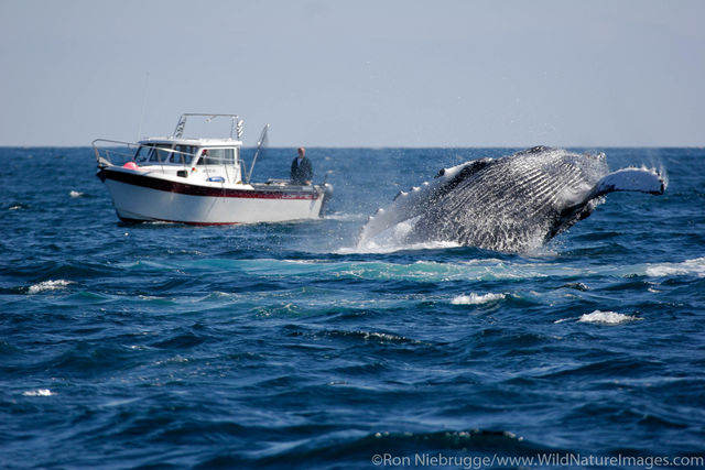 Humpback Whale