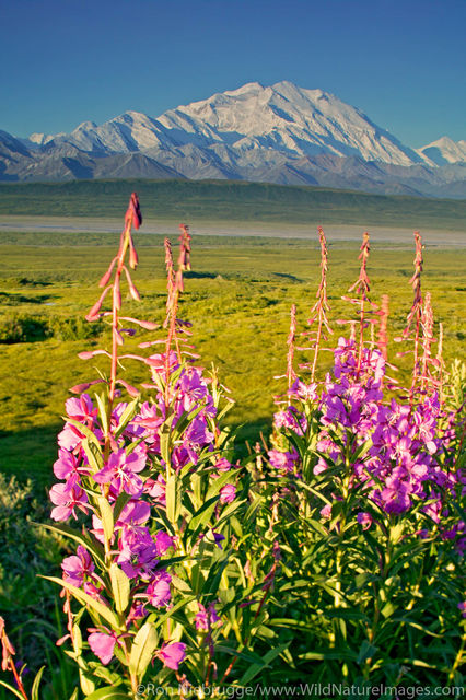 Denali National Park