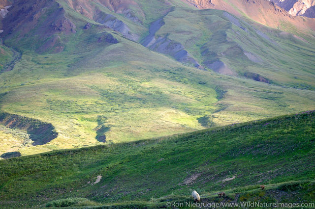 Denali National Park