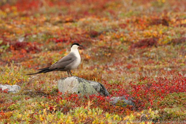 Long tailed Jaeger