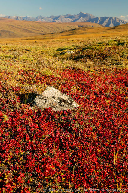 Arctic National Wildlife Refuge