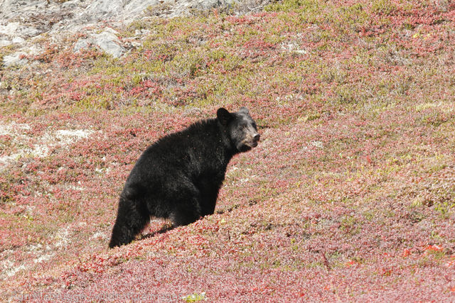 Black Bear, Harding Icefield Trail