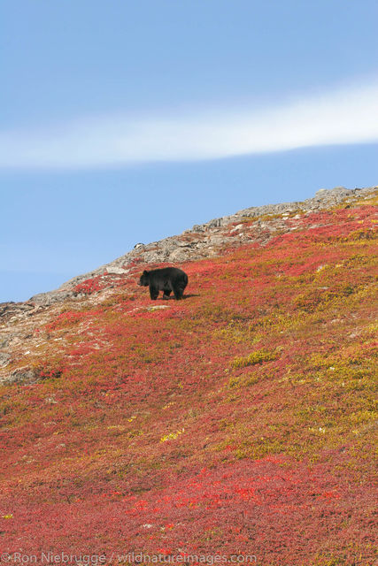 Black Bear, Harding Icefield Trail