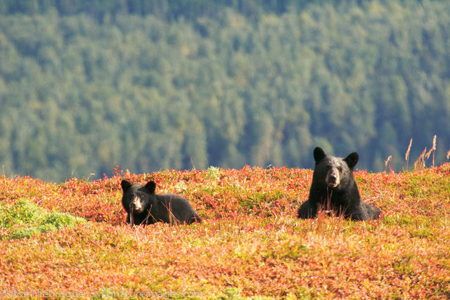Black Bear, Harding Icefield Trail