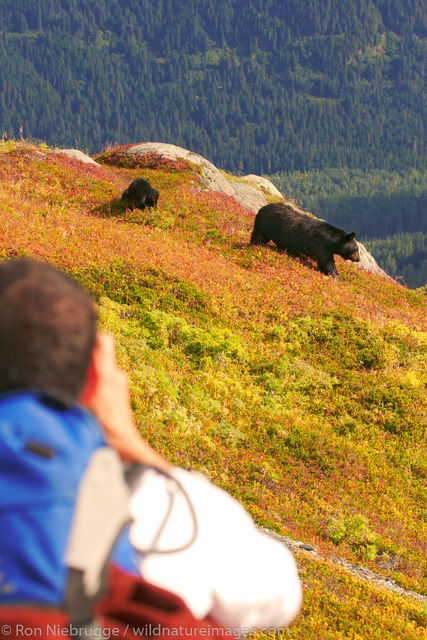 Black Bear, Harding Icefield Trail
