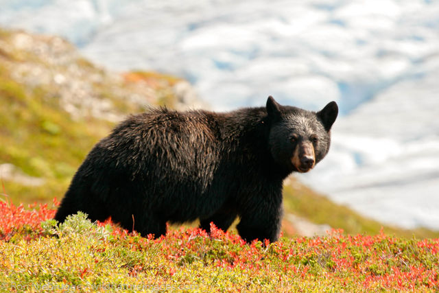 Black Bear, Harding Icefield Trail