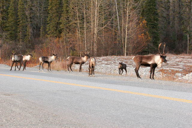 Alaska Highway 