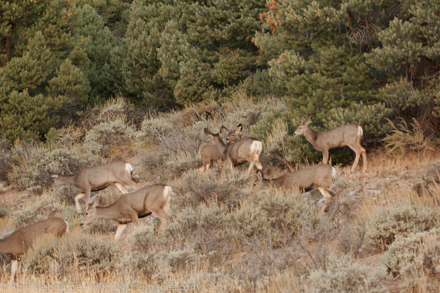 Great Basin Natoinal Park