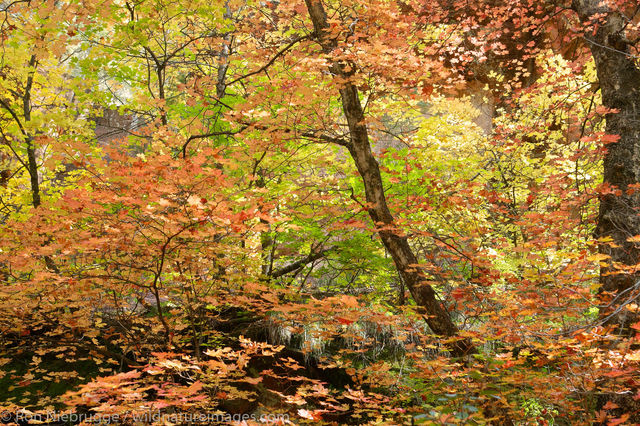 West Fork of Oak Creek trail