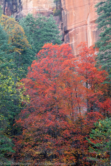 West Fork of Oak Creek trail