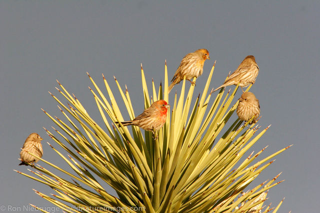 House Finch