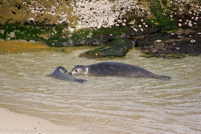 Harbor Seal with pup