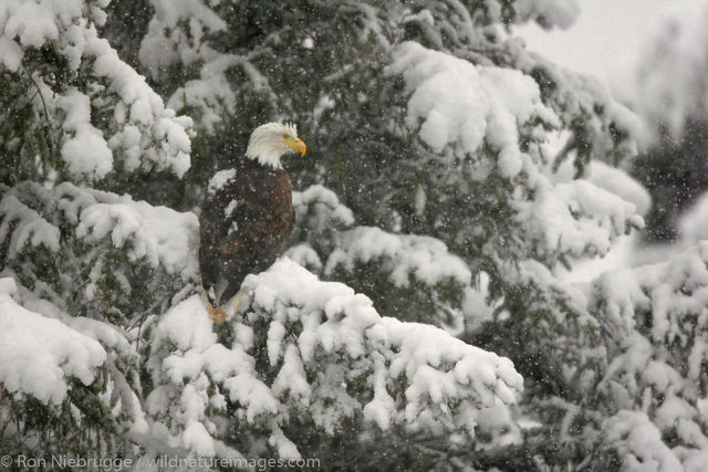 Bald eagle in the snow